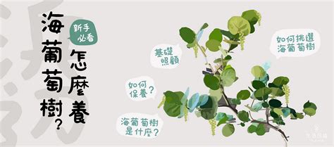 海葡萄樹|【海葡萄樹怎麼養？給新手的基礎照護指南】